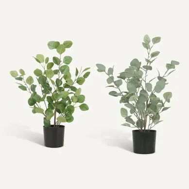 Eucalyptus en pot H. 60 cm - Vert clair / vert foncé Eucalyptus en pot H. 60 cm - Vert clair / vert foncé vue de face