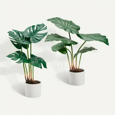 Taro monstera ASS Vert Taro monstera ASS Vert vue 3/4