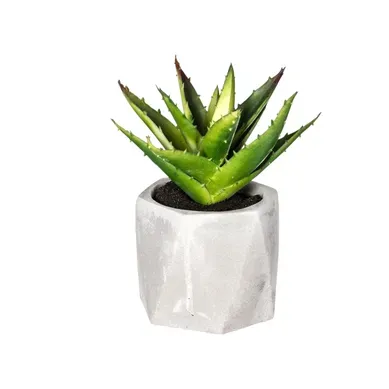 Pot cactus H. 13 cm ARIANE Vert vue de face