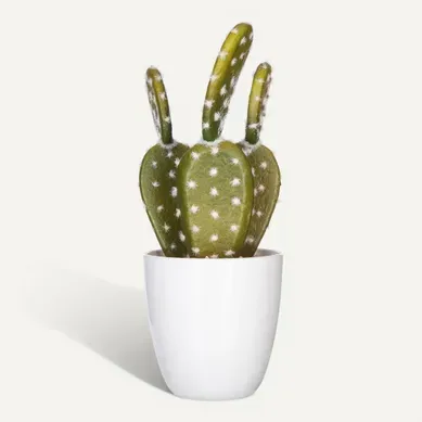 Succulente / Cactus H. 18 cm  Vert vue de face