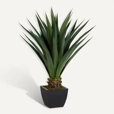 Agave géante H. 130 cm  vert vue 3/4