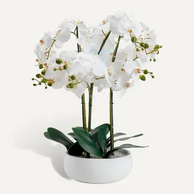 Orchidée pot blanc H.65 cm  Blanc / Vert vue 3/4