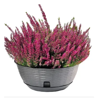 Pot De Fleurs "paglia" - Gris Anthracite - D 20 X H 8,5 Cm