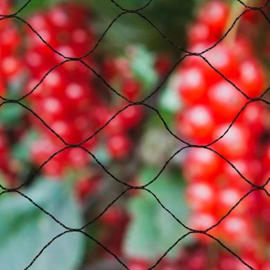 Filet Anti-oiseaux 10 X 10 M – Maille 28 Mm, Pe Anti-uv Réutilisable Filet Anti-oiseaux 10 X 10 M – Maille 28 Mm, Pe Anti-uv Réutilisable