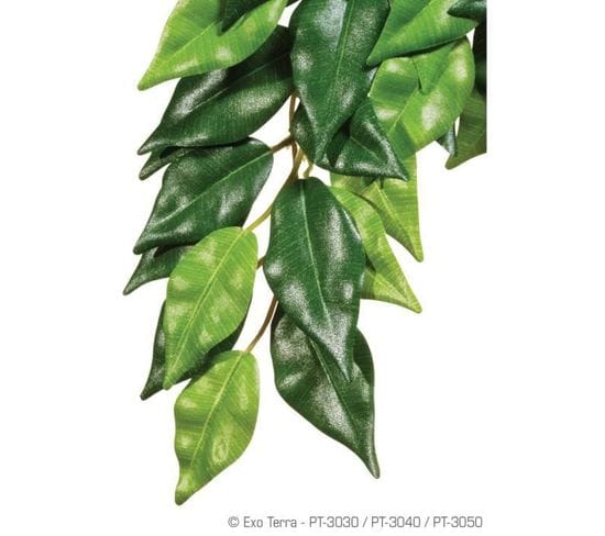 Plante Ficus 25x40 cm - Exo Terra