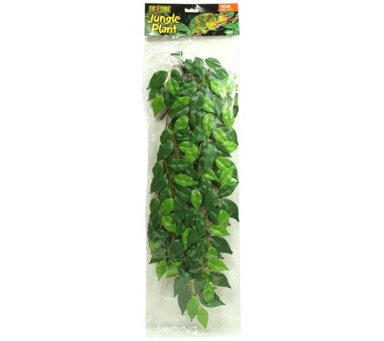 Ficus Jungle Plant Gm - Pour Terrarium