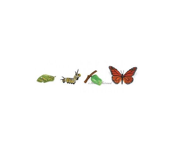 Cycle Papillon Monarque