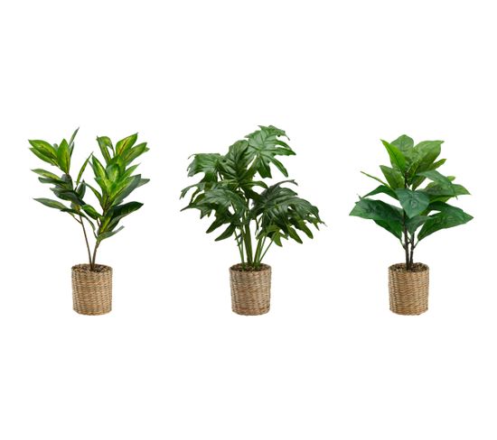 Plante H55 cm TRIBAL Naturel / Vert