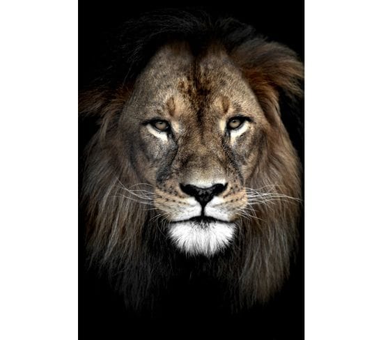 Tableau Sur Verre Lion Dans L'ombre 30x45 Cm