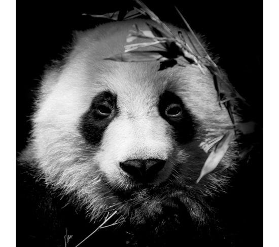 Tableau Sur Verre Portrait Panda 30x30 Cm