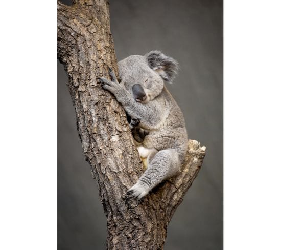 Tableau Sur Toile Koala Endormi 30x45 Cm