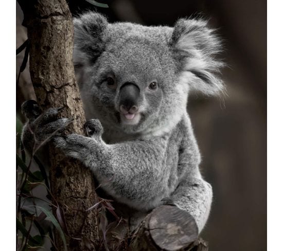Tableau Sur Verre Koala 45x45 Cm