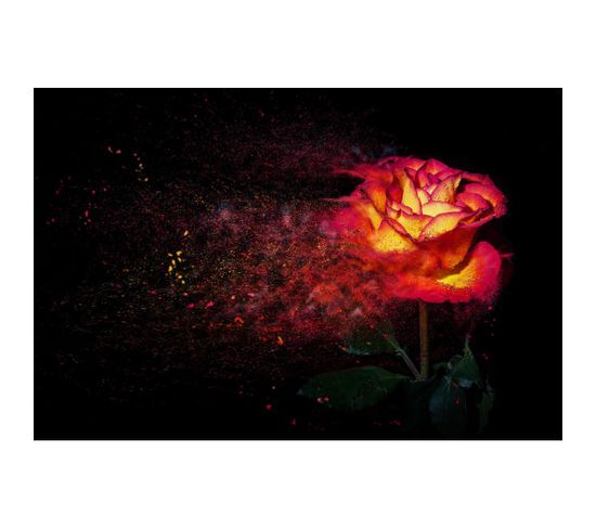 Tableau Sur Toile Rose Illuminée 45x65 Cm