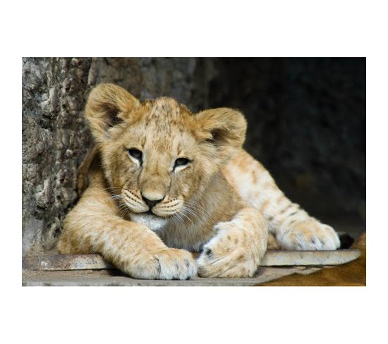 Tableau Sur Verre Lion Cub 45x65 Cm