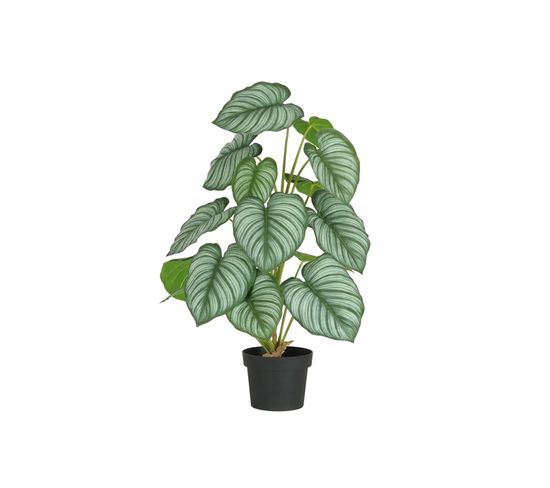 Plante Verte Calathea Artificiel 62cm