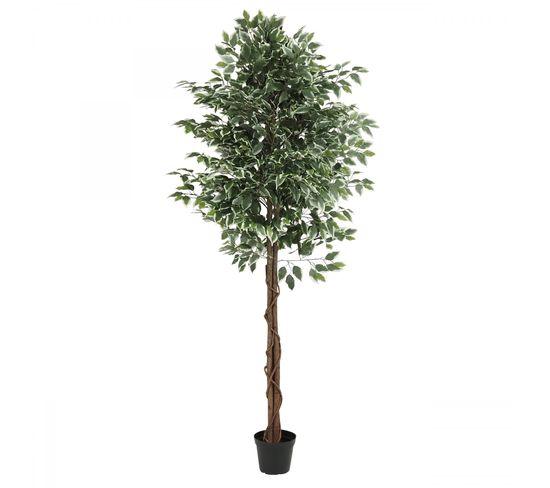 Ficus Artificiel Panache 210cm