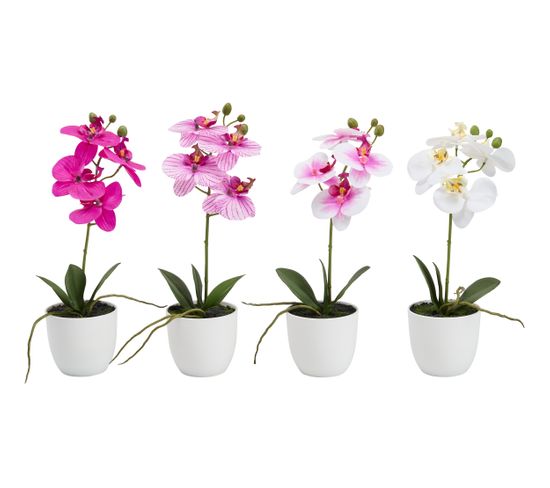 Orchidée pot blanc ASS  Multicouleur