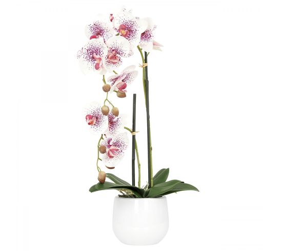 Orchidees Artificielles Blanc-rose 50cm