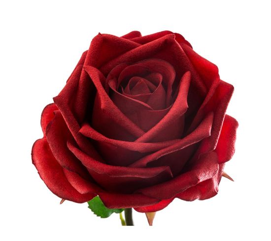 Fleur Artificielle Rose Real Touchl H 66 Cm