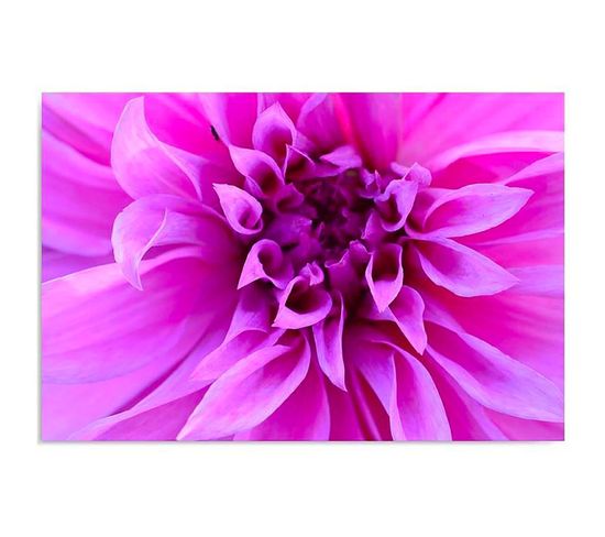 Tableau Fleur Pourpre 50 X 40 Cm Violet