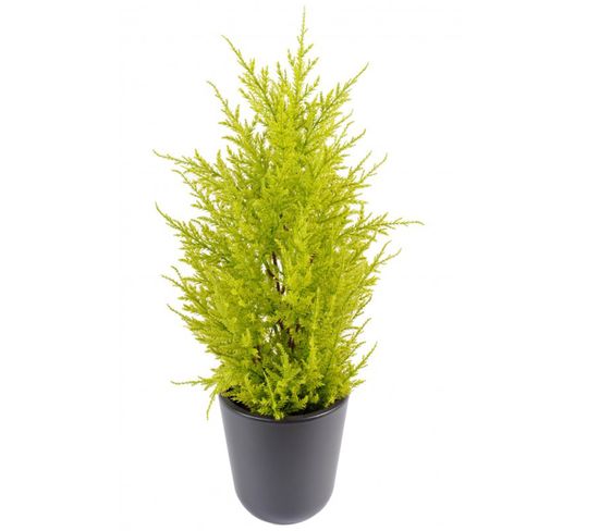 Plante Artificielle / Junipérus Artificiel Vert /Jaune - Dim : 55 x 15 cm