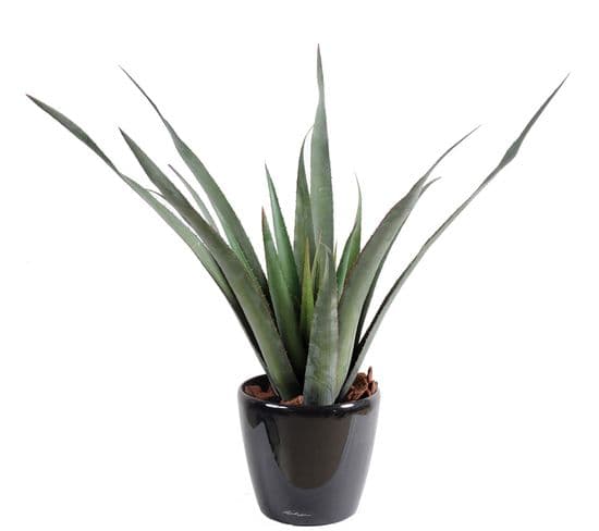 Plante artificielle haute gamme Spécial extérieur / Aloe artificielle ferox - Dim : 65 x 60 cm