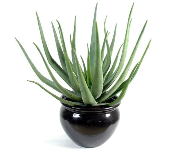 Plante artificielle haute gamme Spécial extérieur / Aloevera artificielle - Dim : 70 x 40 cm