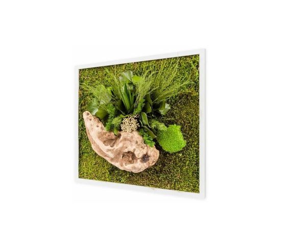 Tableau Végétal Carré Nature Avec Plantes Stabilisées 35 x 35 cm