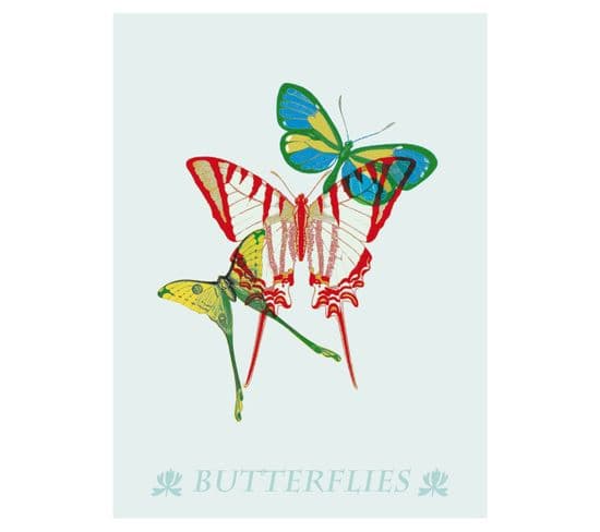 Nature - Signature Poster - Butterflies - 60x80 Cm