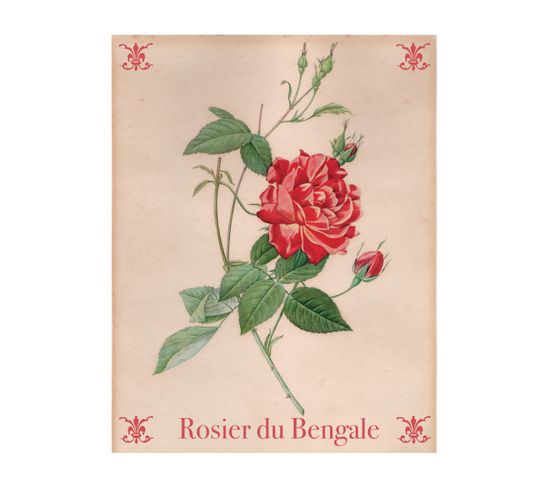 Botanical - Signature Poster - Rosier_2 - 60x80 Cm