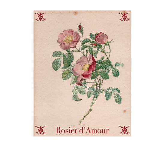 Botanical - Signature Poster - Rosier_1 - 60x80 Cm