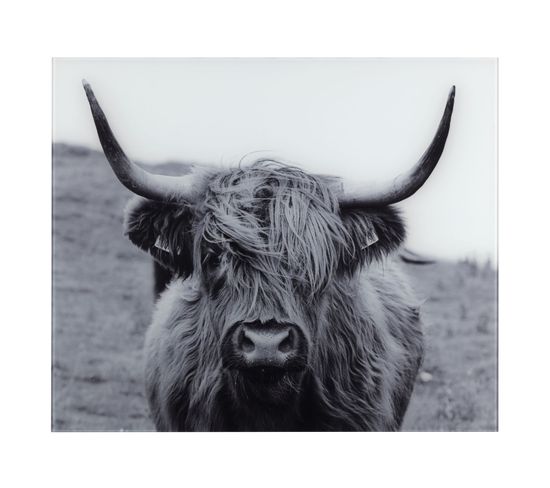 Fond De Hotte En Verre Trempé Highland Cattle - Longueur 60 Cm X Largeur 50 Cm