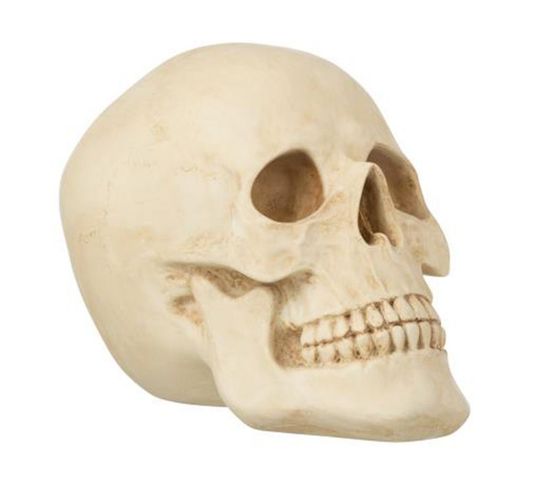 Statuette Déco "crâne" 27cm Naturel
