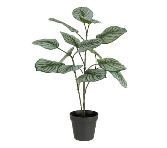 Plante Artificielle En Pot "calathee" 56cm Vert