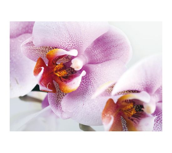 Violet Orchid, Photo Murale, 160 X 115 Cm, 1 Part