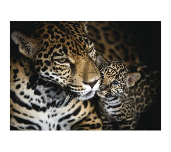 Jaguars, Photo Murale, 160 X 115 Cm, 1 Part