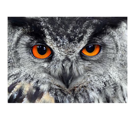 Owl, Photo Murale, 160 X 115 Cm, 1 Part