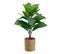 Plante H55 cm TRIBAL Naturel / Vert