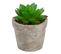 Succulente artif H. 9 cm PTIPO Vert