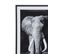 Image 50x70 cm ELEPHANT Noir