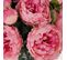 Pivoine Artificielle Roses 69cm Lot De 12