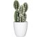 Succulente / Cactus H. 18 cm  Vert