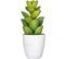 Succulente / Cactus H. 18 cm  Vert