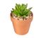 Plante Artificielle Succulente En Pot Terracotta